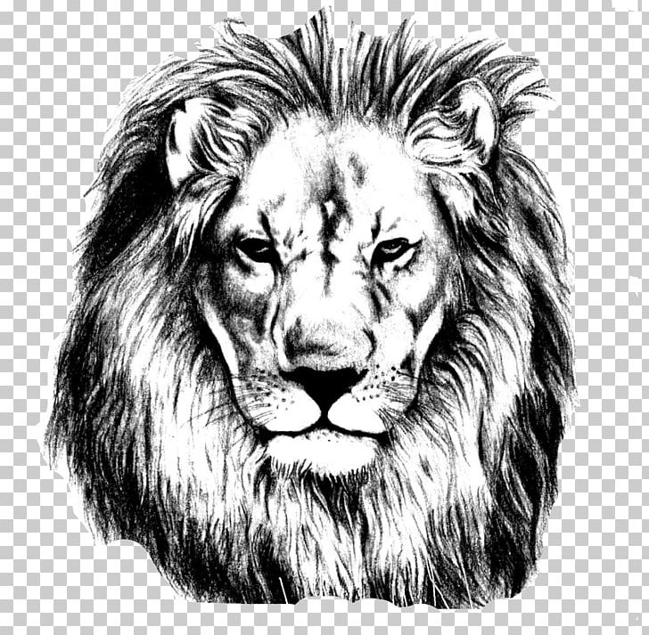 Lion Drawing Pencil Sketch PNG, Clipart, Animals, Art, Art Museum, Big Cats, Black And White Free PNG Download