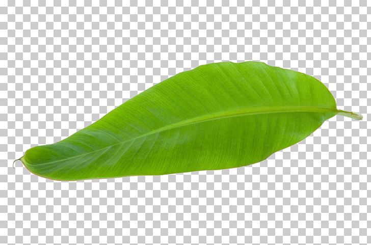 Banana Leaf PNG, Clipart, Banana Leaves, Encapsulated Postscript, Fall Leaves, Fruit Nut, Hand Free PNG Download