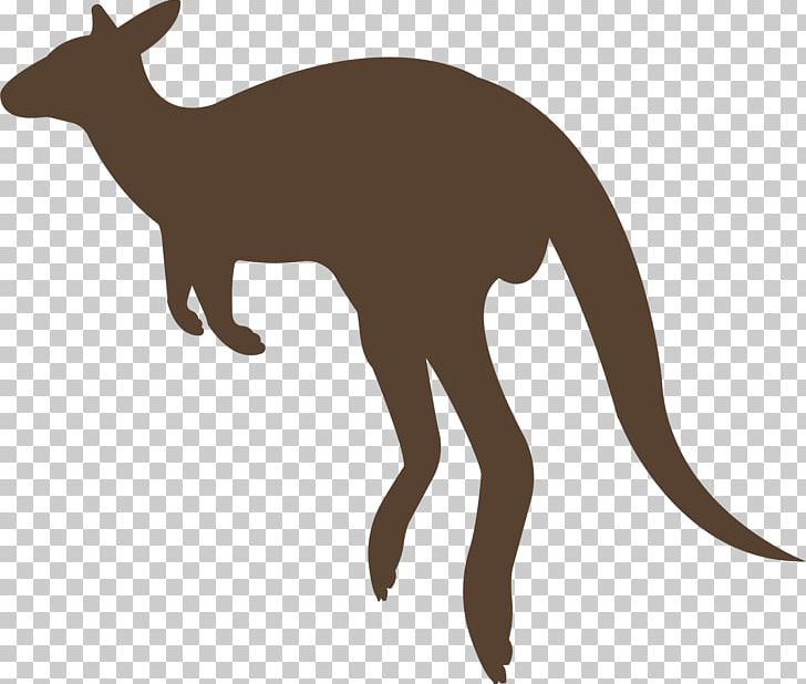 Macropodidae Kangaroo Animal Red Fox PNG, Clipart, Animal, Animals, Fauna, Fox, Kangaroo Free PNG Download