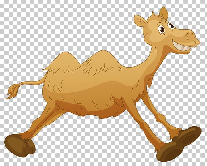 Bactrian Camel Dromedary Cartoon PNG, Clipart, Animals, Animation, Back, Camel Toe, Camel Vector Free PNG Download