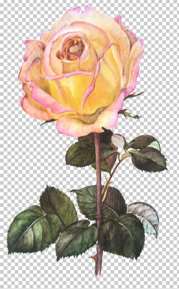Garden Roses Cabbage Rose Cut Flowers Flower Bouquet PNG, Clipart, Blue, Blue Rose, Cut Flowers, Die, Floral Design Free PNG Download