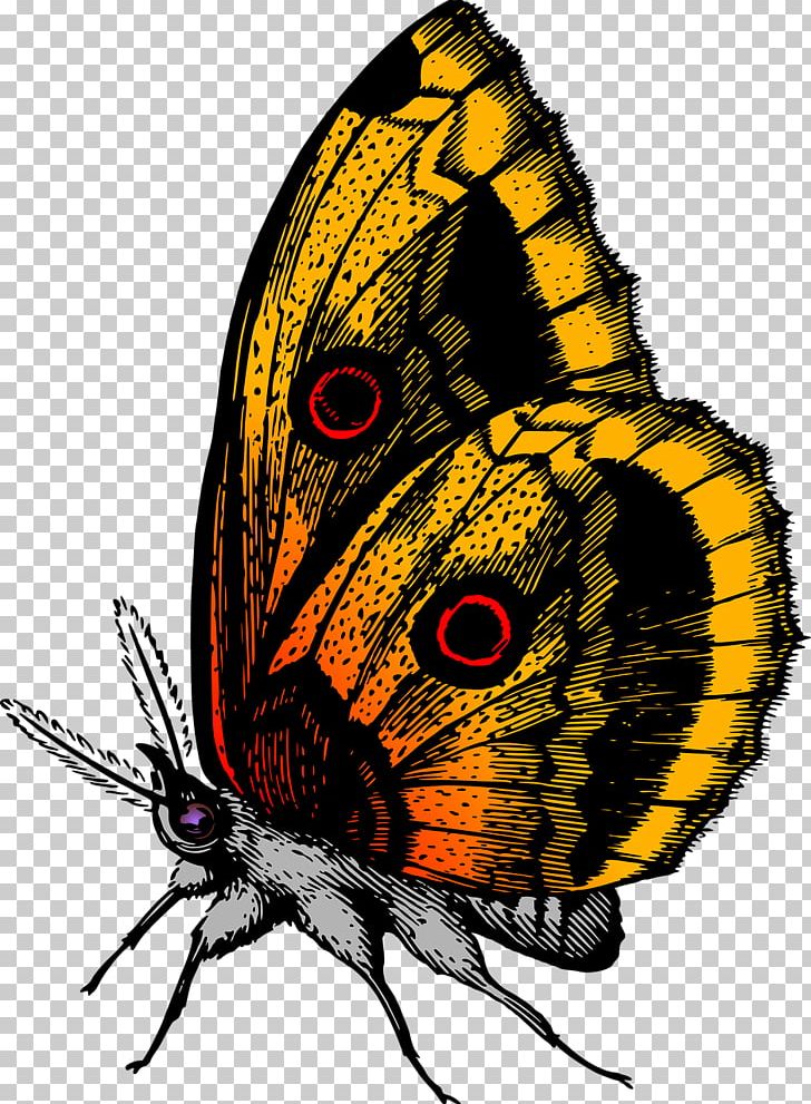Glasswing Butterfly Color Insect PNG, Clipart, Animal, Arthropod, Brush Footed Butterfly, Butterflies And Moths, Butterfly Free PNG Download