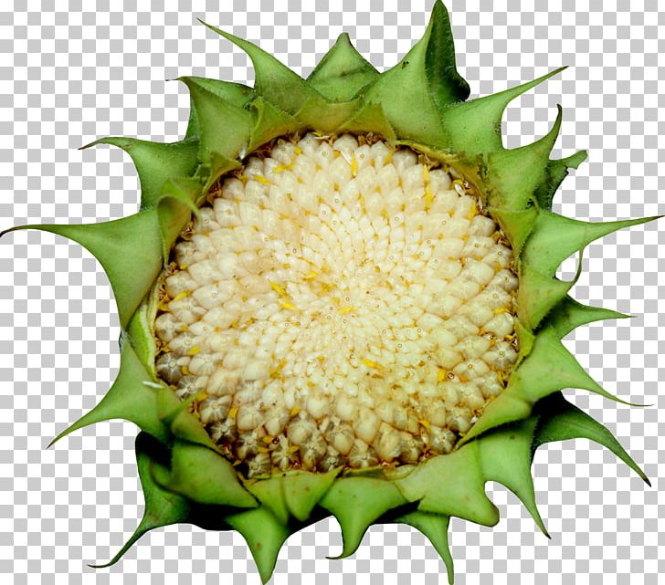 Kuaci Common Sunflower Sunflower Seed PNG, Clipart, Ananas, Commodity, Common Sunflower, Creative, Designer Free PNG Download