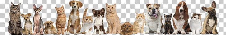 Pet Sitting Dog Cat Puppy PNG, Clipart, Animalassisted Therapy, Animal Control And Welfare Service, Animal Rescue Group, Animals, Animal Shelter Free PNG Download