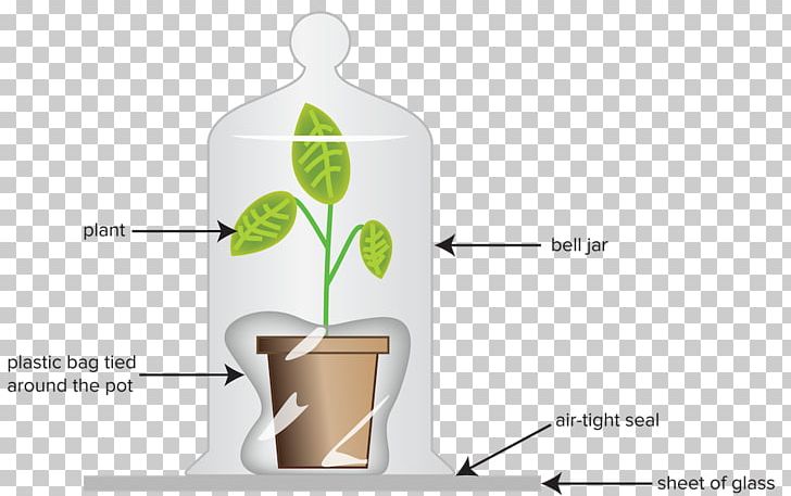 Flowerpot Brand Plant PNG, Clipart, Brand, Drinkware, Flowerpot, Food Drinks, Plant Free PNG Download