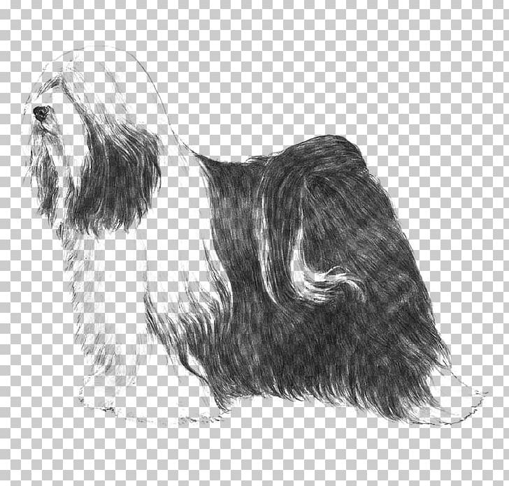 Tibetan Terrier Lhasa Apso Little Lion Dog Bearded Collie Havanese Dog PNG, Clipart, American Kennel Club, Animals, Bearded Collie, Black And White, Bree Free PNG Download