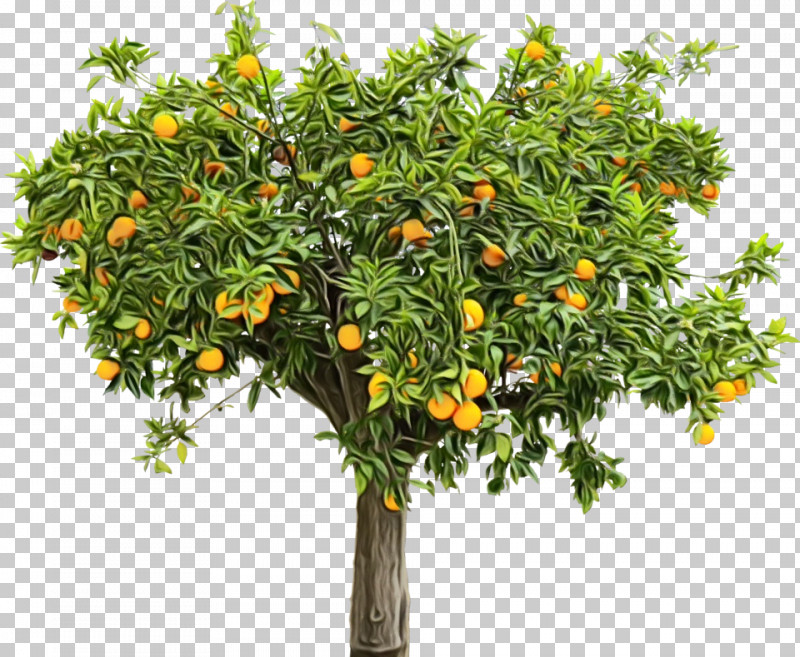 Fruit Tree PNG, Clipart, Bitter Orange, Citrus, Flower, Fruit Tree, Mandarin Orange Free PNG Download
