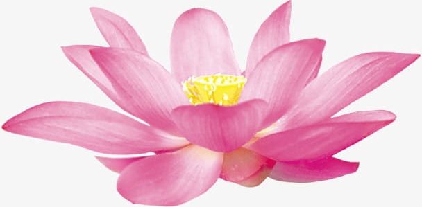 Lotus Flowers PNG, Clipart, Flowers, Flowers Clipart, Lotus, Lotus Clipart Free PNG Download