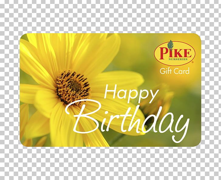 Nursery Pike Nurseries Acquisition PNG, Clipart, Birthday, Daisy Family, Flower, Flowering Plant, Garden Free PNG Download