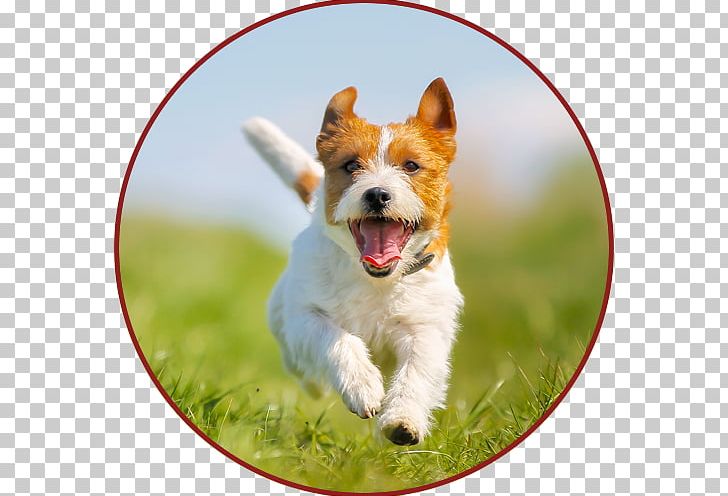Jack Russell Terrier Parson Russell Terrier Irish Terrier Puppy PNG, Clipart, Animals, Carnivoran, Companion Dog, Dog Breed, Dog Breed Group Free PNG Download