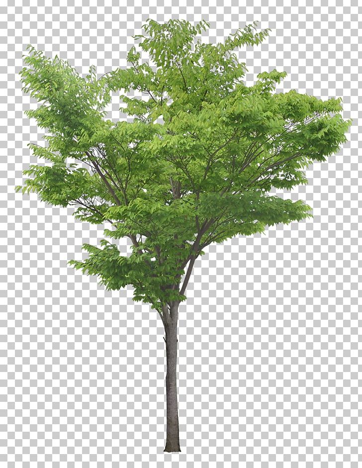 Populus Nigra Tree PNG, Clipart, Autumn Tree, Big, Branch, Christmas Tree, Cottonwood Free PNG Download