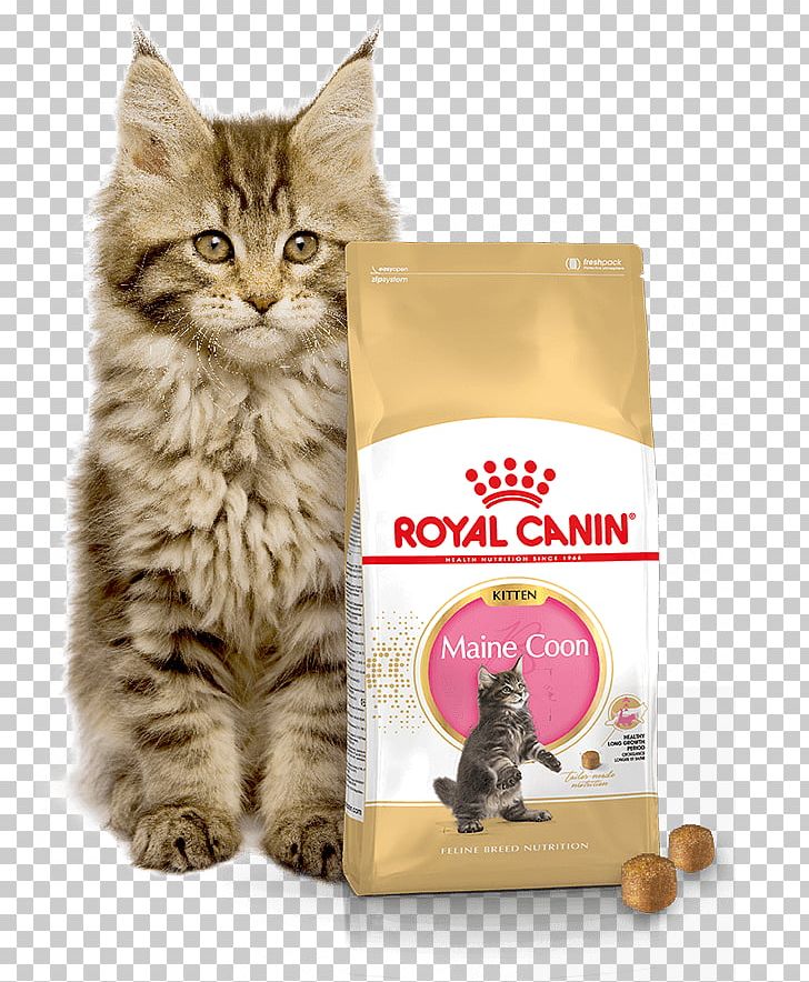 Royal Canin Feline Breed Nutrition Maine Coon Dry Cat Food Royal Canin Feline Breed Nutrition Maine Coon Dry Cat Food Kitten German Shepherd PNG, Clipart, Animals, Carnivoran, Cat, Cat Food, Cat Health Free PNG Download