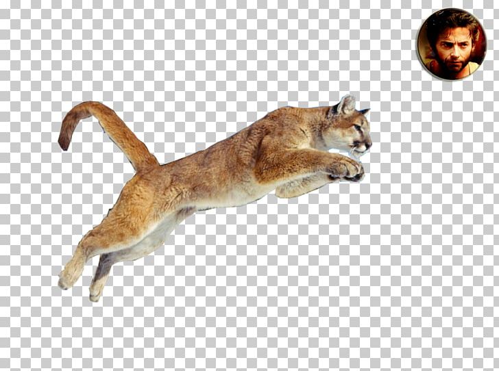 Wildcat Cougar Whiskers Lion PNG, Clipart, Animal, Animals, Big Cat, Carnivoran, Cat Free PNG Download