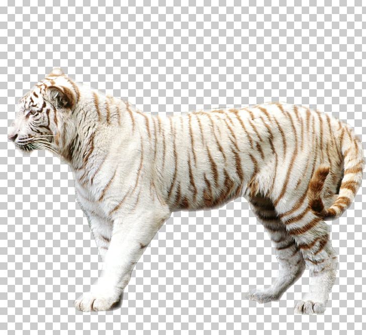 Bengal Tiger Sumatran Tiger Felidae White Tiger PNG, Clipart, Animal, Animals, Big Cats, Carnivoran, Cat Like Mammal Free PNG Download