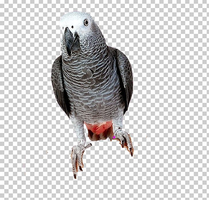 Bird Parrots Of New Guinea Grey Parrot PNG, Clipart, African Grey, Animals, Beak, Birds, Cartoon Free PNG Download