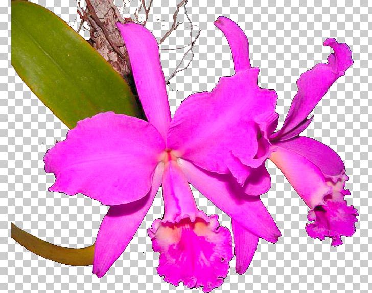 Crimson Cattleya Christmas Orchid Chinauta Laelia Orchids PNG, Clipart, Cactaceae, Cattleya, Cattleya Labiata, Cattleya Orchids, Christmas Orchid Free PNG Download