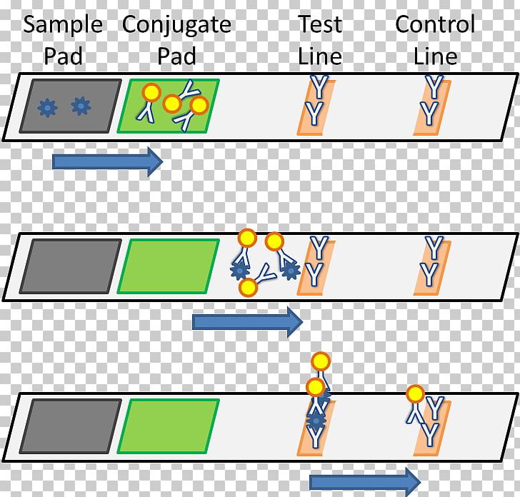 Lateral Flow Test Assay Aptamer Test Method Information PNG, Clipart, Angle, Aptamer, Area, Assay, Calcium Free PNG Download