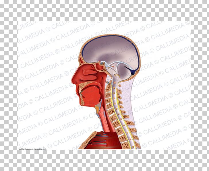 Muscle Nerve Blood Vessel Neck Anatomy PNG, Clipart, Anatomy, Arm, Blood Vessel, Head, Head And Neck Anatomy Free PNG Download