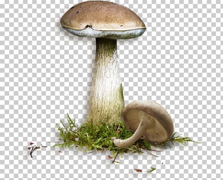 Mushroom Penny Bun Fungus PNG, Clipart, Con, Creative, Creative Background, Creative Graphics, Creative Logo Design Free PNG Download