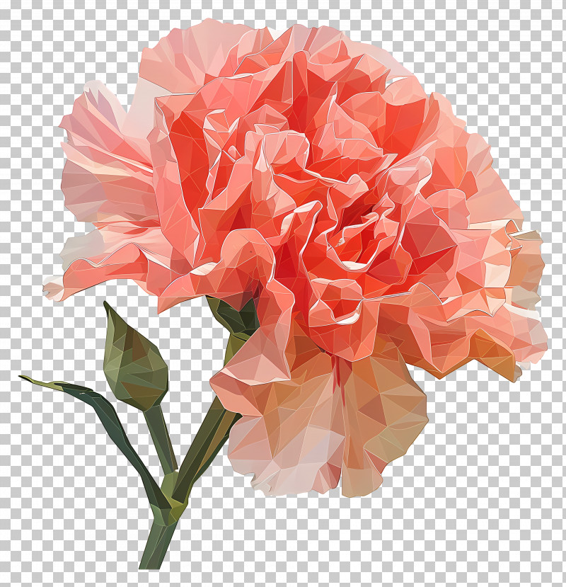 Flower - Pink Carnation Flower PNG