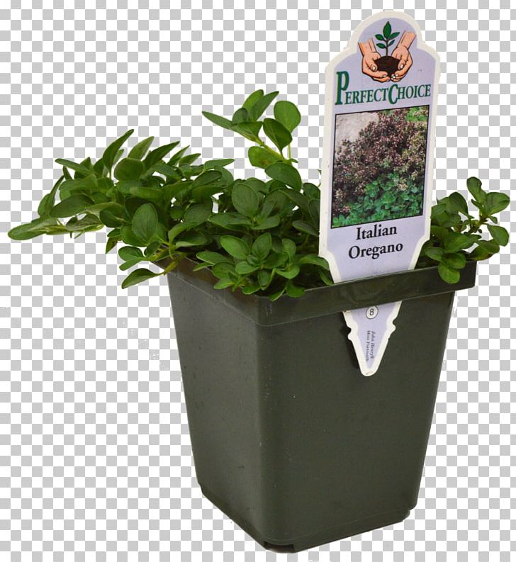 Mammoth Basil Pesto Herb Microgreen PNG, Clipart, Basil, Catnip, Chives, Fines Herbes, Flowerpot Free PNG Download