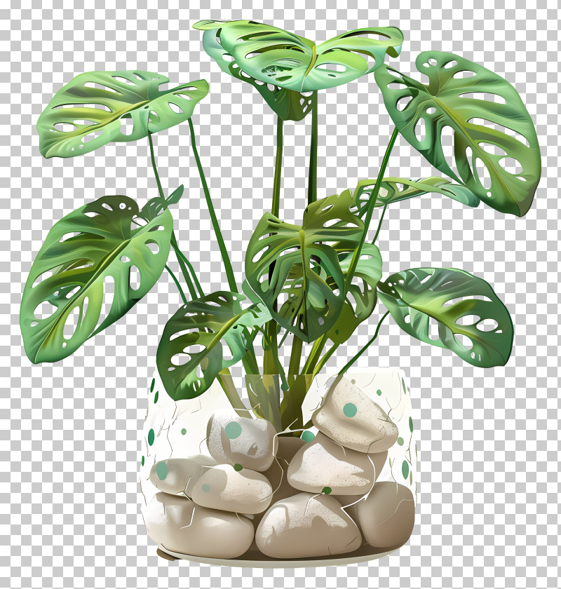 Swiss Cheese Plant - Potted Plant With Monstera Leaves PNG