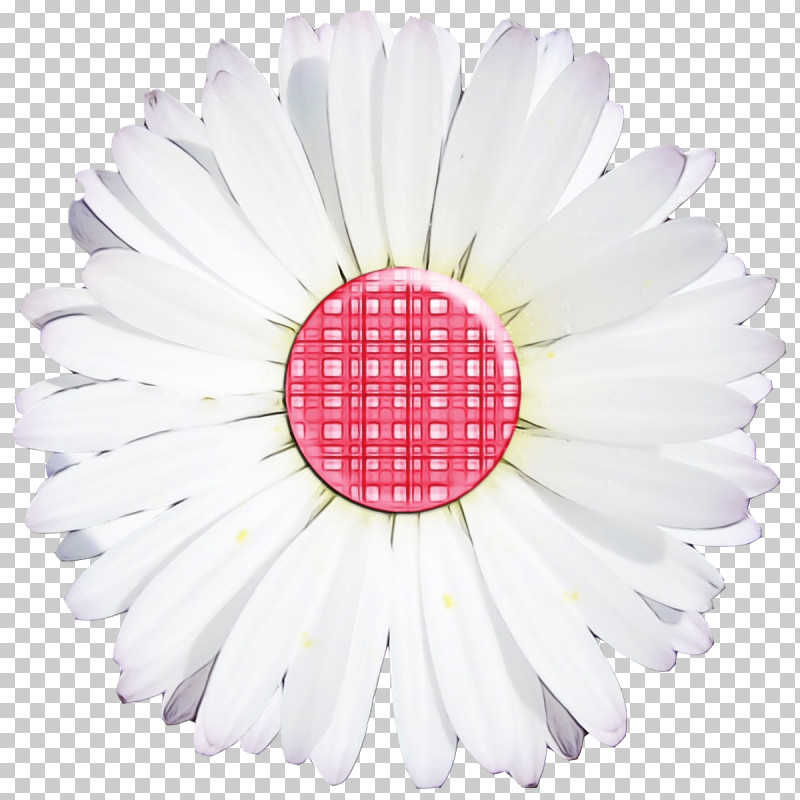 Transvaal Daisy Cut Flowers Flower Petal Plants PNG, Clipart, Biology, Cut Flowers, Flower, Paint, Petal Free PNG Download