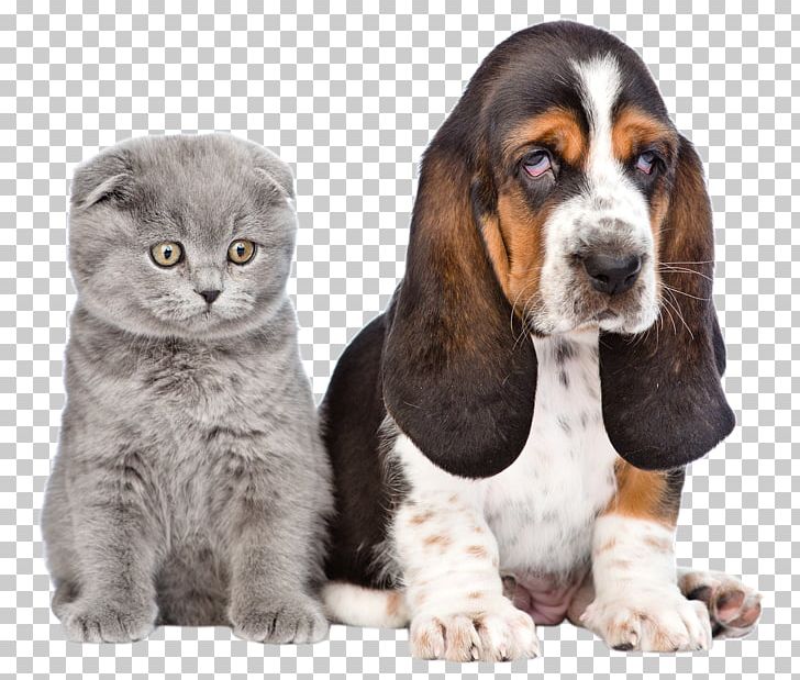 Dog Puppy Cat Pet Shop PNG, Clipart, Animal, Basset Hound, Carnivoran, Cat, Companion Dog Free PNG Download