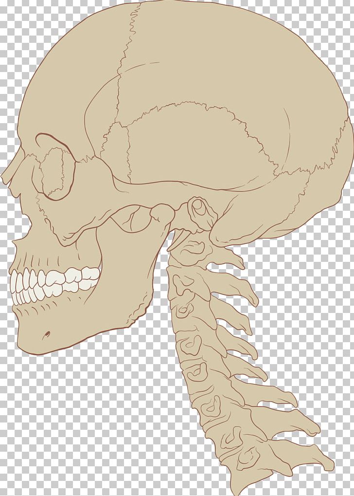Human Brain Skull Central Nervous System Anatomy PNG, Clipart, Anatomy, Bone, Brain, Central Nervous System, Cerebral Cortex Free PNG Download