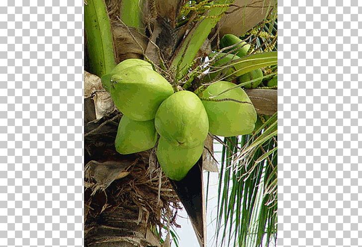 Coconut Water Coconut Oil Juice Husk PNG, Clipart, Banana, Coconut, Coconut Oil, Coconut Water, Coir Free PNG Download