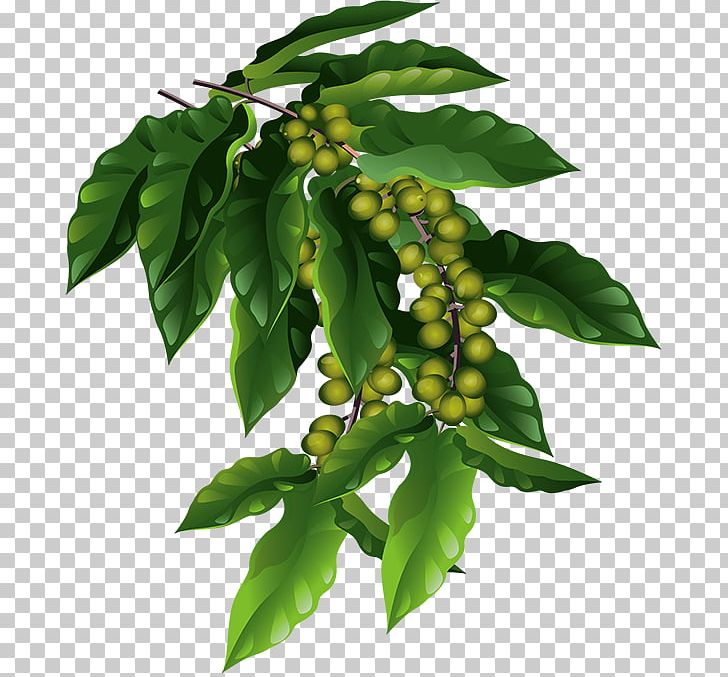 Coffee Fruit Berry Ripening Cherry PNG, Clipart, Berry, Cherry, Coffea, Coffee, Flower Free PNG Download