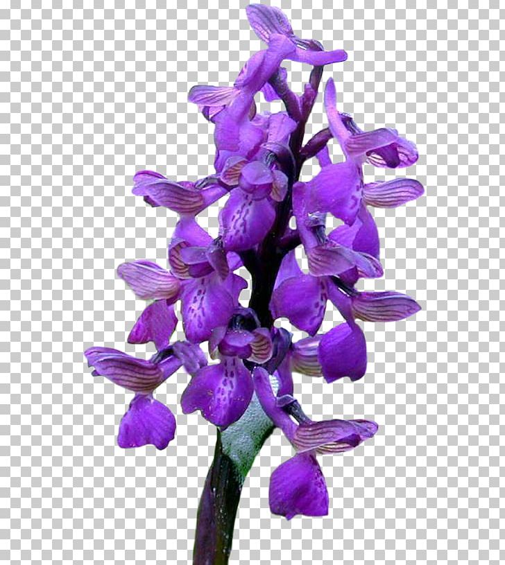 Cut Flowers Orchids God PNG, Clipart, Cut Flowers, Desktop Wallpaper, Flower, Flower Bouquet, Flowering Plant Free PNG Download