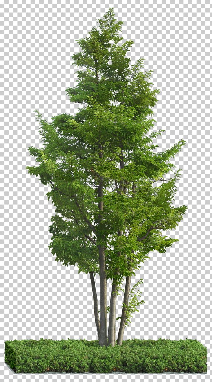 Tree Idea Ilex Rotunda PNG, Clipart, Architecture, Biome, Branch, Conifer, Evergreen Free PNG Download