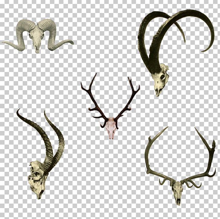 Antelope Sheep Portable Network Graphics Design PNG, Clipart, Animals, Antelope, Antler, Body Jewelry, Bone Free PNG Download