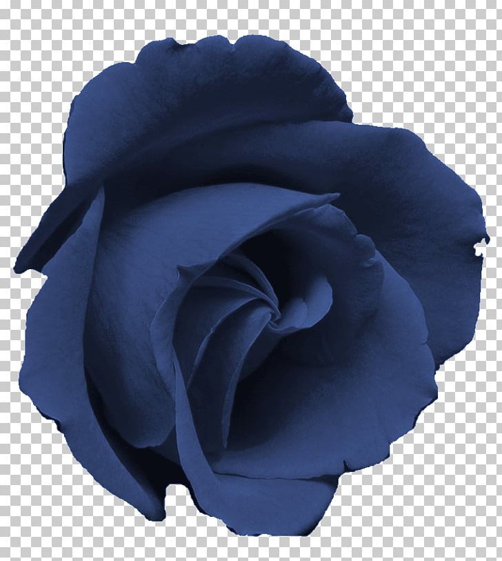 Blue Rose Garden Roses Flower Centifolia Roses PNG, Clipart, Blue, Blue Rose, Centifolia Roses, Cobalt Blue, Cut Flowers Free PNG Download