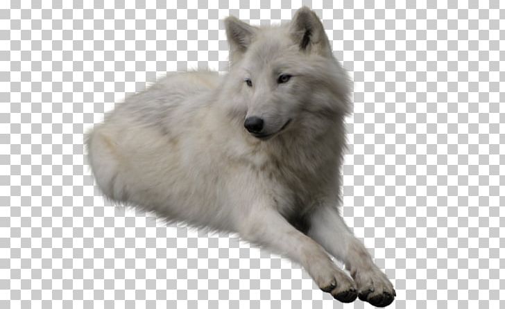 Coyote Arctic Wolf Kunming Wolfdog PNG, Clipart, Alaskan Tundra Wolf, Animal, Arctic Wolf, Black Wolf, Canidae Free PNG Download