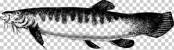 Lake Titicaca Fish PNG, Clipart, Animal Figure, Artwork, Black, Black And White, Carnivoran Free PNG Download