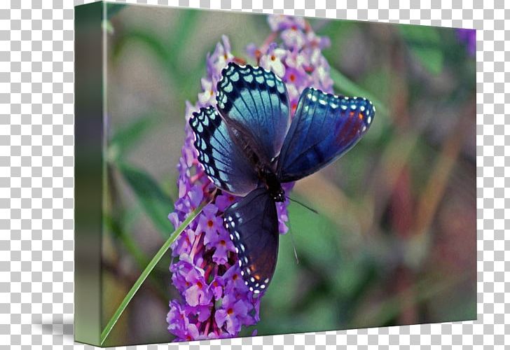 Monarch Butterfly Insect Pollinator Nymphalidae PNG, Clipart, Arthropod, Brush Footed Butterfly, Butterflies And Moths, Butterfly, Flower Free PNG Download