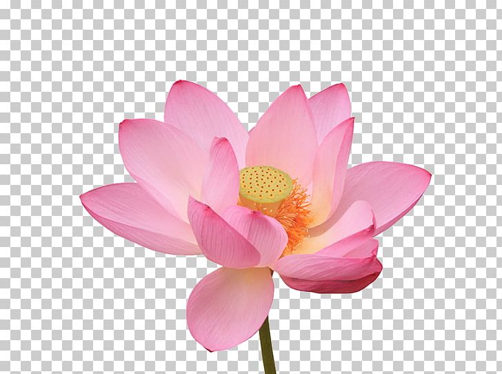 Nelumbo Nucifera Water Lily Photography Flower PNG, Clipart, Aquatic Plant, Blossom, Flower, Flowering Plant, Getty Images Free PNG Download