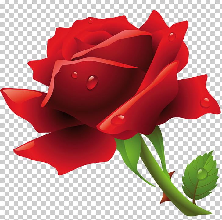 Rose PNG, Clipart, China Rose, Closeup, Computer Icons, Cut Flowers, Floribunda Free PNG Download