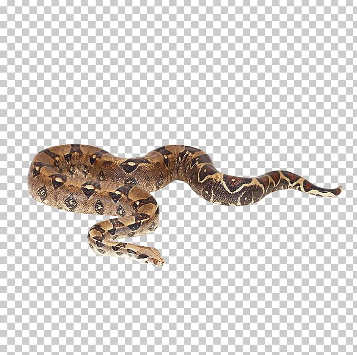 Snake Reptile Boa Constrictor Imperator Reticulated Python Boas PNG, Clipart, Animal, Animals, Boa Constrictor, Cobra, Crawl Free PNG Download