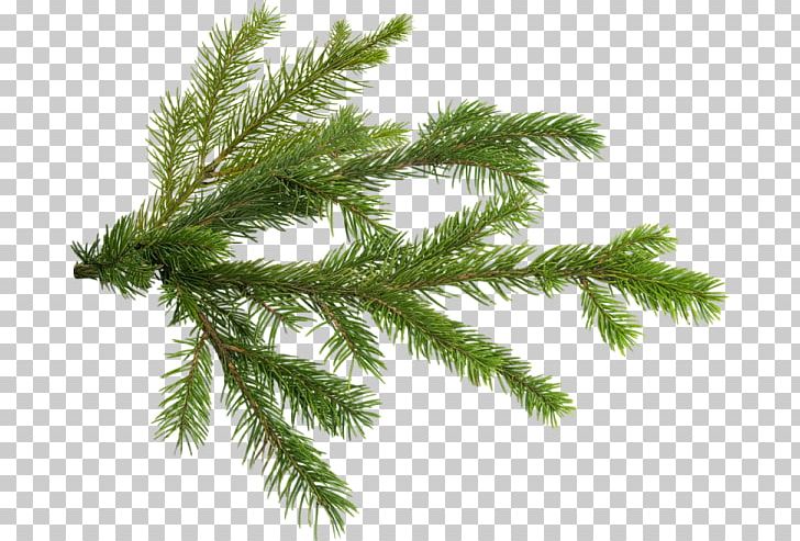 Pine Christmas Tree Branch PNG, Clipart, Biome, Branch, Christmas, Christmas Ornament, Christmas Tree Free PNG Download