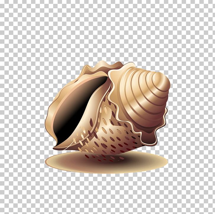 Seashell Cockle Sea Snail PNG, Clipart, Caracol, Cartoon Conch, Clam, Clams Oysters Mussels And Scallops, Conch Free PNG Download