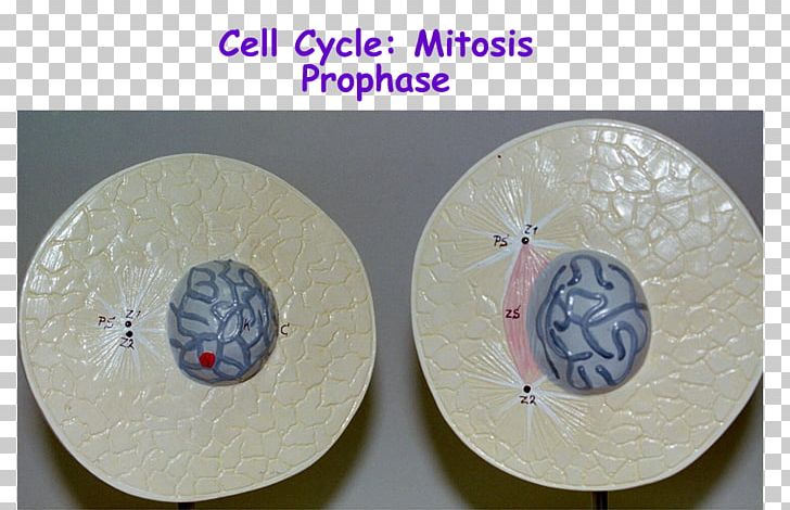 Prophase Telophase Mitosis Cell Interphase PNG, Clipart, Anaphase, Button, Cell, Cell Cycle, Circle Free PNG Download