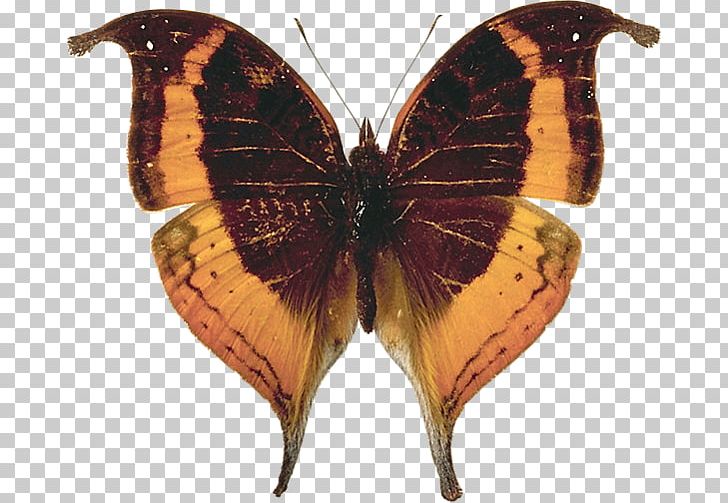 Brush-footed Butterflies Pieridae Reptile Insect Moth PNG, Clipart, Animal, Animals, Arthropod, Brush Footed Butterfly, Butterfly Free PNG Download