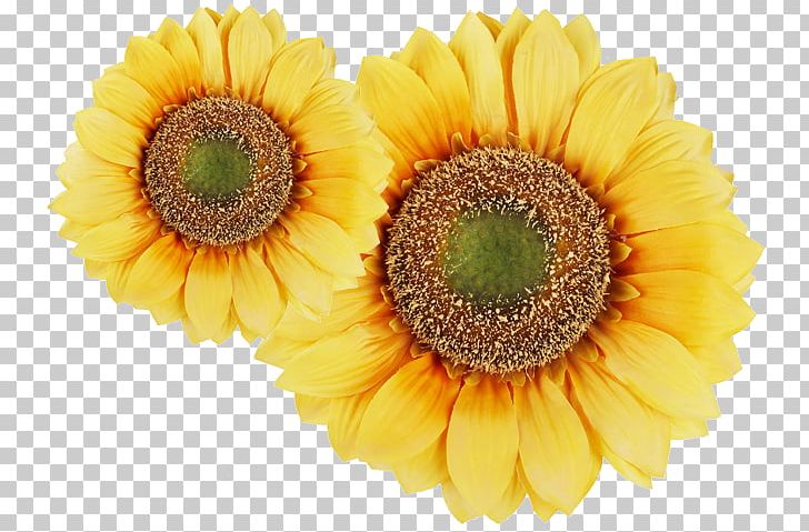 Common Sunflower Plant PNG, Clipart, 3d Computer Graphics, Annual Plant, Daisy Family, Flower, Flowering Plant Free PNG Download