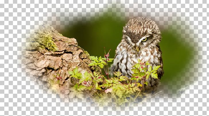 Desktop Owl High-definition Video Desktop Environment PNG, Clipart, 1080p, Animal, Animals, Baykus, Baykus Resimleri Free PNG Download
