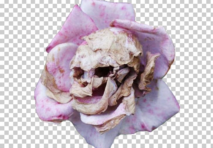 Flower Plants Seed Skull Petal PNG, Clipart, Blossom, Brain, Calvaria, Death, Flower Free PNG Download