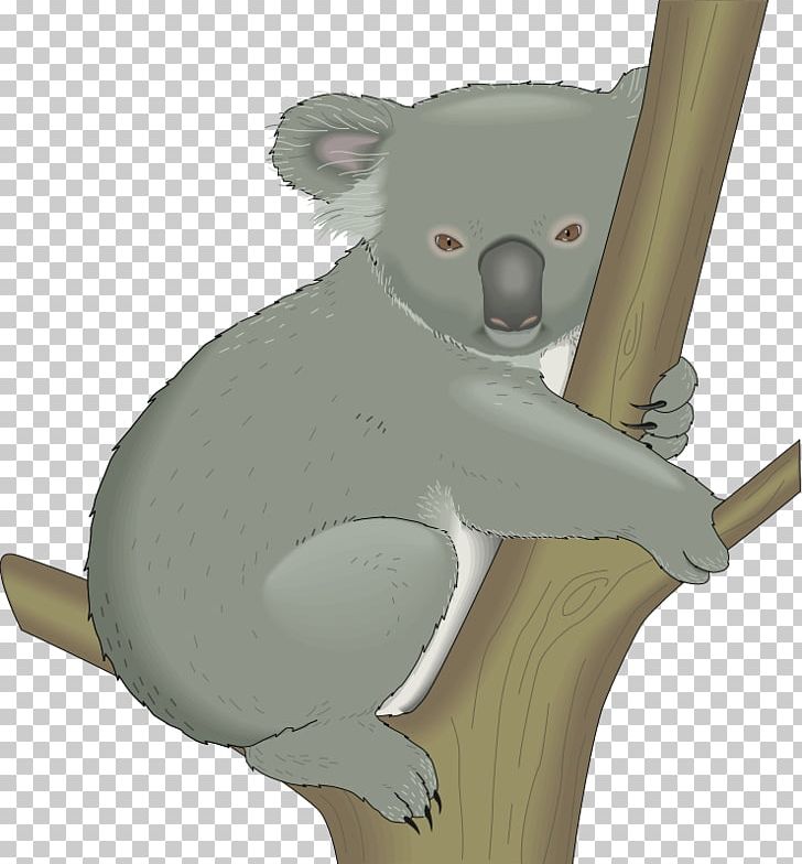 Koala Bear Cuteness PNG, Clipart, Bear, Carnivoran, Cartoon, Cuteness, Drawing Free PNG Download
