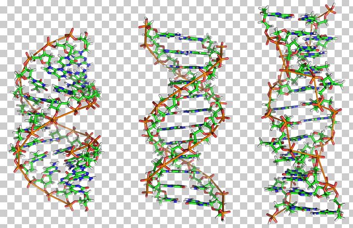 Z-DNA Nucleic Acid Double Helix Nucleic Acid Structure A-DNA PNG, Clipart, Adenine, Adna, Area, Cytosine, Dna Free PNG Download